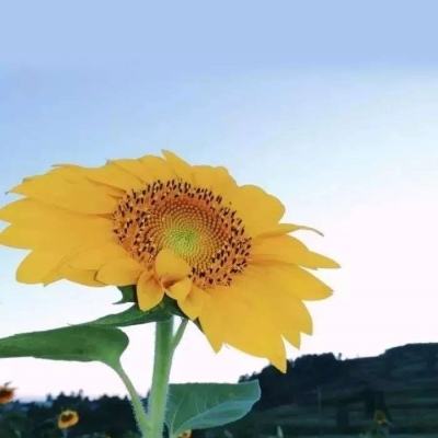太乙剑客行手游下载